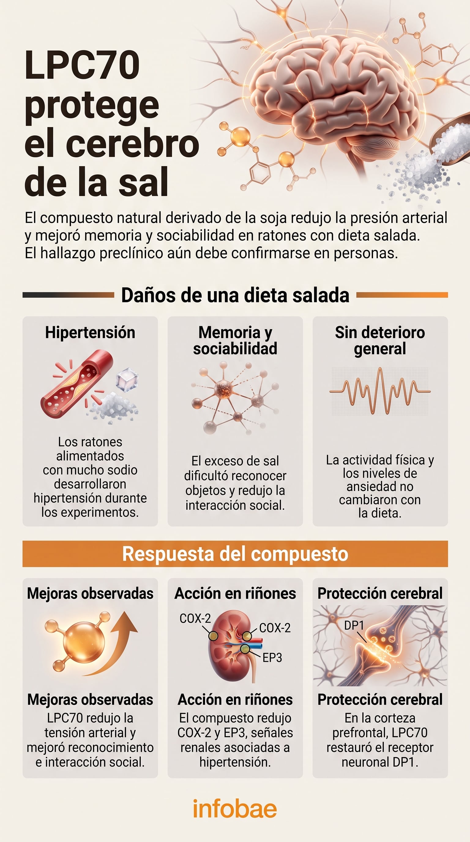 Un esquema ilustra la acción del compuesto LPC70 en el cerebro y los riñones ante el deterioro cognitivo y la hipertensión por consumo excesivo de sal (Imagen Ilustrativa Infobae)