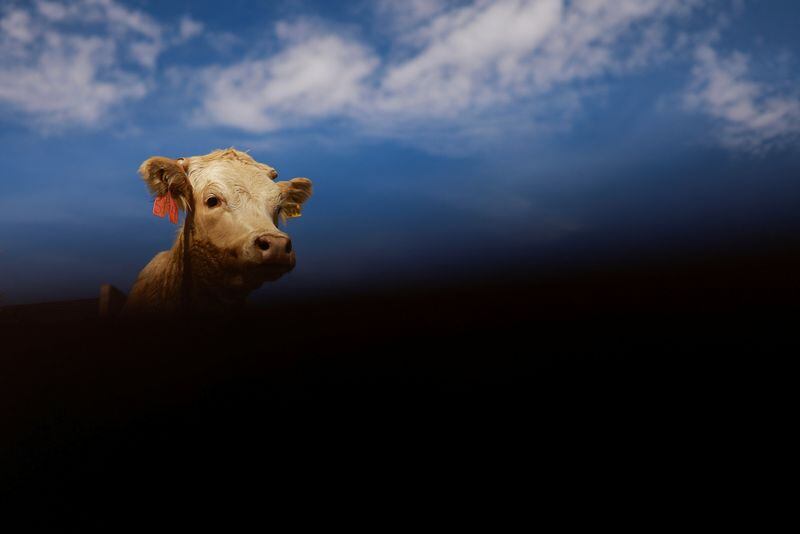 FOTO DE ARCHIVO-Una vaca en un corral antes de ser regresada en un tráiler a su lugar de origen, luego de que Estados Unidos detuvo las importaciones de ganado mexicano por la detección de un caso de gusano barrenador del ganado , en las instalaciones de la Unión Ganadera Regional de Chihuahua en el cruce fronterizo Jerónimo-Santa Teresa, en las afueras de Ciudad Juárez, México. 27 de noviembre de 2024. REUTERS/Jose Luis Gonzalez