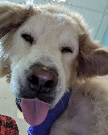 Se convirtió en un amoroso