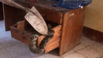 Encuentran una boa dentro de un escritorio en oficinas de universidad en Ucayali. (Foto: Agencia Andina)