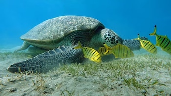 Una tortuga marina sobre fondo arenoso con vegetación acuática. Varios peces amarillos con rayas negras nadan cerca. Agua azul