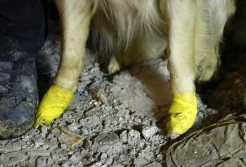 El perro ha sido visto