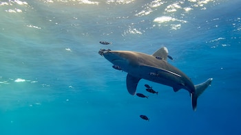 Tiburón oceánico de puntas blancas, la especie a la que pertenece el otro ejemplar que encontró Paola Cañas con las aletas mutiladas. (Jürg/iNaturalist CC BY-NC 4.0)