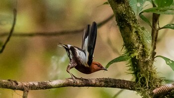 Ecuador acogerá la Feria de