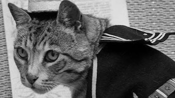 La felina sirvió de apoyo