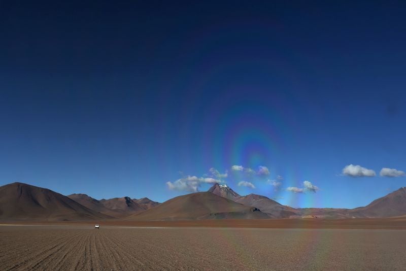 La Conaf estima que el Desierto Florido podría extenderse hasta 15.000 kilómetros cuadrados si se mantienen las condiciones en Atacama (REUTERS)