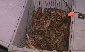 Caja de plástico gris abierta, rebosante de langostas espinosas vivas. Un flotador de pesca naranja se ve en el borde derecho de la caja