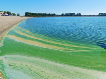 Algal bloom (Shutterstock)