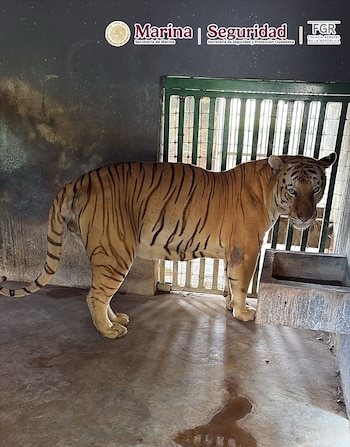 Animales exóticos en Tamaulipas