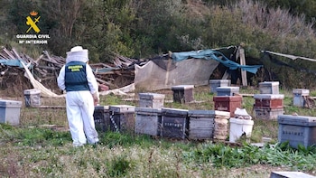 Detenido por robar 112 colmenas