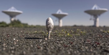 Un hongo solitario frente a