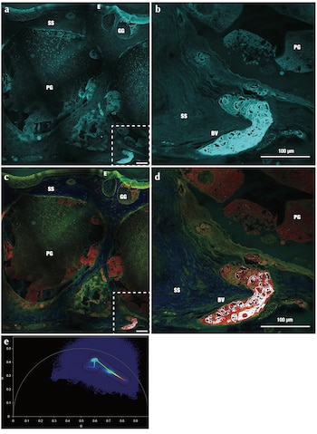 Paneles microscópicos de tejido de salamandra, mostrando estructuras celulares y patrones de biofluorescencia en tonos cian, verde y rojo, con un gráfico de color