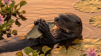 Nutria gigante de espaldas en el agua sosteniendo un pez cerca del hocico, rodeada de nenúfares y flores moradas.