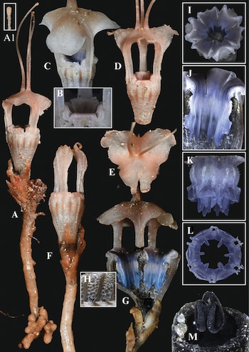 La flor exhibe tonalidades poco
