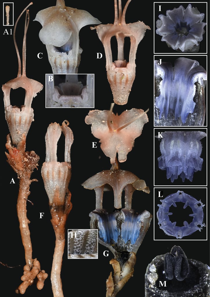 La flor exhibe tonalidades poco frecuentes y un diseño morfológico que dificulta su observación accidental (Siti-Munirah MY y Mohd Faizal)