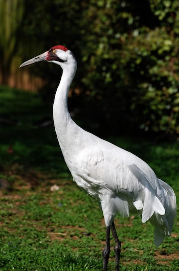 Una grulla blanca de cuello largo, cabeza roja y pico claro, de pie sobre césped verde, con follaje oscuro y borroso al fondo