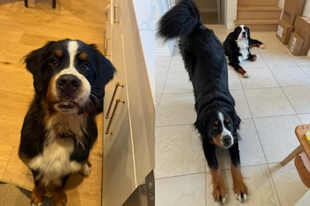 Dos fotografías de perros de montaña de Berna en el interior de una vivienda sobre suelos de madera y baldosas