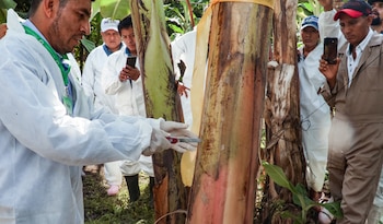 Durante 2025, Senasica inspeccionó más