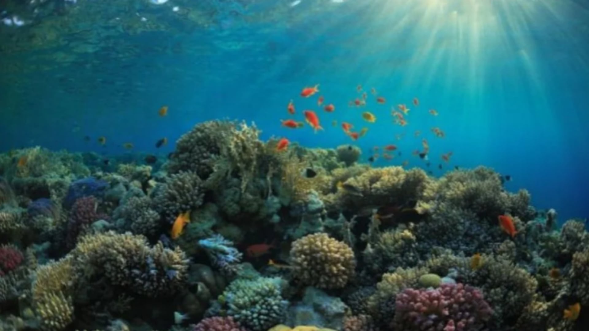 Las afectaciones a arrecifes de Veracruz y Tabasco ponen en riesgo hábitats clave de tortugas, manatíes y cientos de especies únicas. (Imagen del Golfo)