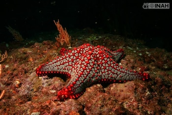 Se reconocieron tres individuos de