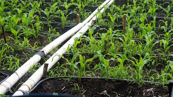 La rehabilitación de sistemas de riego permitirá definir obras prioritarias y garantizar una distribución más eficiente del agua entre productores agrícolas..