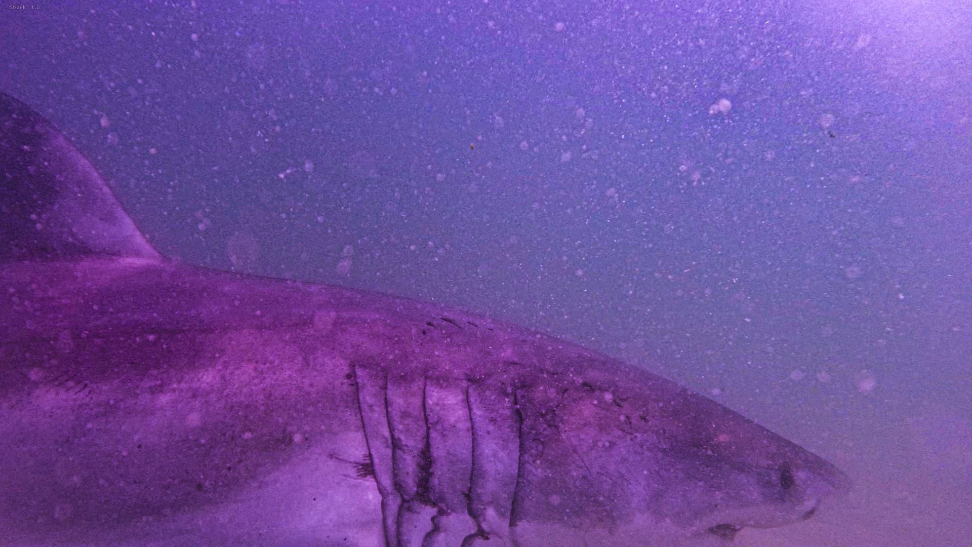 Aaaron The Shark es el tiburon protegido por la Atlantic White Shark Conservancy y que fue capturado por el youtuber (Atlantic White Shark Conservancy)