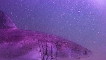 Aaaron The Shark es el tiburon protegido por la Atlantic White Shark Conservancy y que fue capturado por el youtuber (Atlantic White Shark Conservancy)