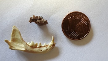 Un pequeño hueso marrón de mandíbula y una mandíbula completa junto a una moneda de un céntimo