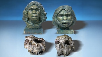 El Homo erectus llegó a