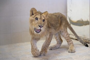 Imagen CNI4XQLBG5CONJGE53SF4VXOGQ