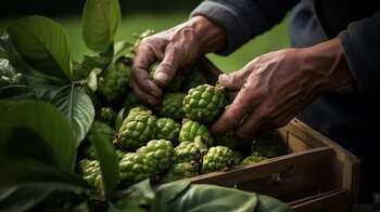 La planta del Noni nos