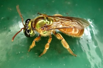 La Megalopta genalis puede llevar una vida solitaria o permanecer en un nido social ayudando a la reina, una flexibilidad poco común entre las abejas. Crédito: Carmelo López/STRI.