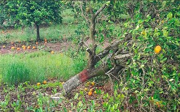 El HLB es considerada la