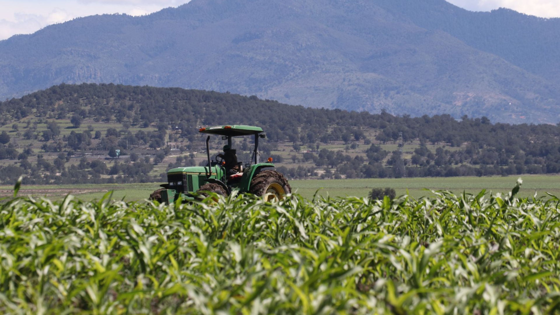 Más del 90% de los incentivos al maíz para 2025 ya se encuentra cubierto, según el Comité Pro-Mejoramiento del Agro Guanajuatense. Crédito: JOAQUÍN SANLUIS /CUARTOSCURO