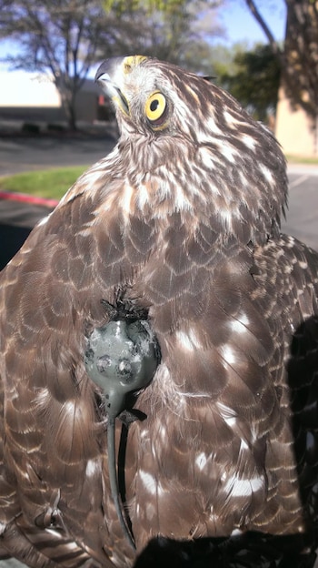 Primer plano de un gavilán de Cooper con plumaje marrón y blanco, ojo amarillo, y un pequeño dispositivo de rastreo gris oscuro atado a su espalda
