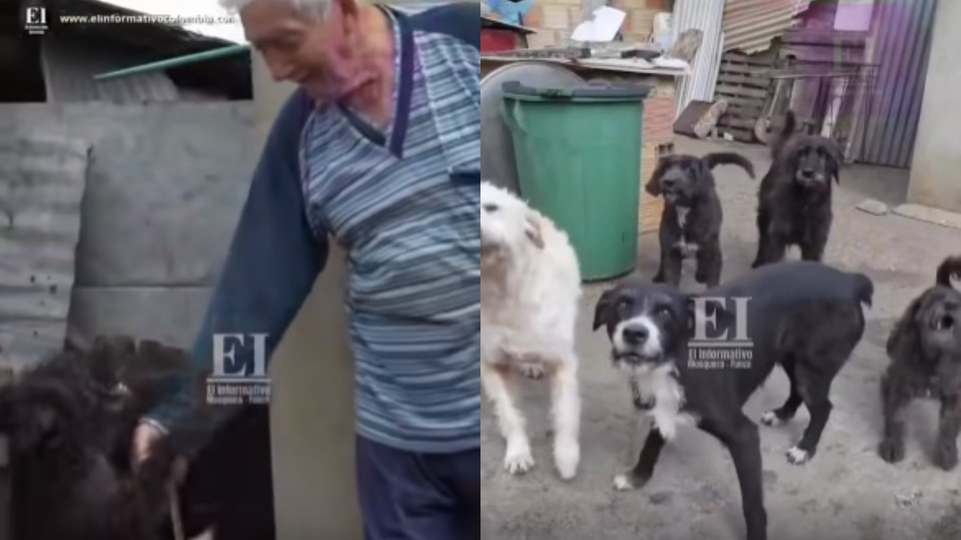 El deterioro de la salud de José Antonio Pachón impidió la continuidad del cuidado de los 14 animales en su vivienda - crédito El Informativo Mosquera - Funza / Facebook