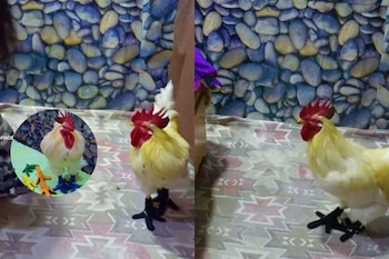 Animales virales en TikTtok.