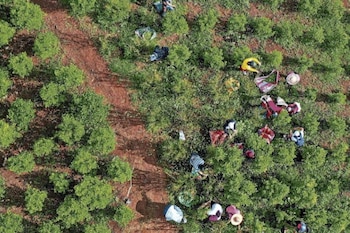 El director de la Policía