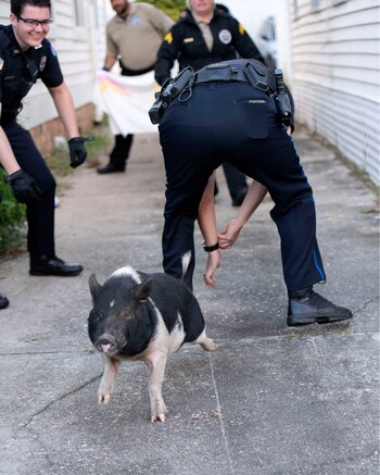 La dura batalla de la policía de la Florida para capturar un cerdo