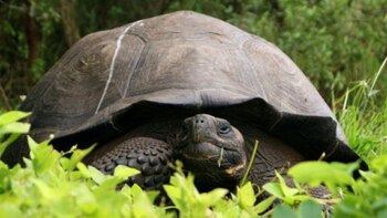 “La anatomía de la tortuga