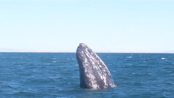 La migración de las ballenas