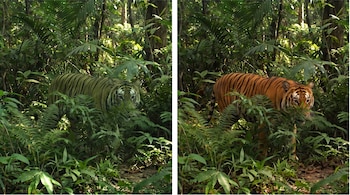 Dos tigres en la jungla, uno con pelaje verde y rayas negras, y el otro con pelaje naranja y rayas negras, rodeados de vegetación densa.