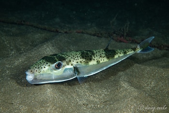 El pez globo plateado (Lagocephalus