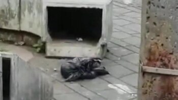 Encontraron el feto de un