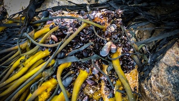 Las macroalgas son algas grandes,