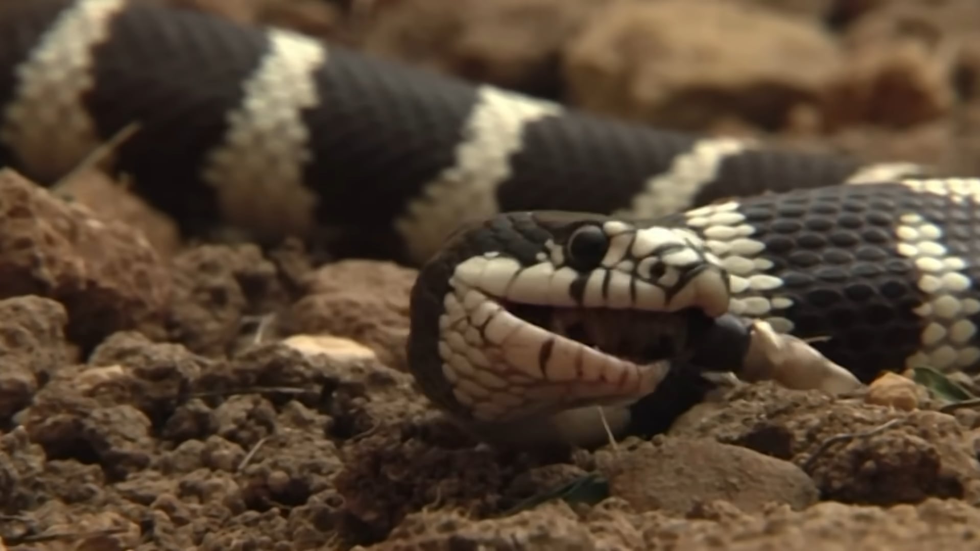 La serpiente rey de California, inmune al veneno de la cascabel, ilustra cómo algunas especies poseen defensas naturales aprovechadas para desarrollar nuevos antivenenos (@LEY DEL MÁS FUERTE/Captura de pantalla)