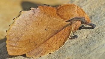 El disfraz más perfecto: cómo