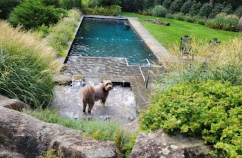 Un perro de pelaje marrón de pie en la sección de spa de una piscina rectangular al aire libre rodeada de vegetación y rocas