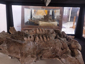 Mandíbula de ejemplar de gonfoterido