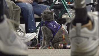 Lola-Pearl y su dueña ayudan